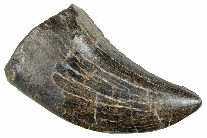 Serrated Tyrannosaur Tooth - Judith River Formation #263823